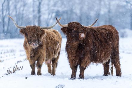 Kraus Harry - Fotogruppe Blickwinkel Wertingen - Highland Cattles - Annahme