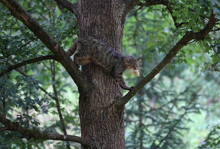 Lippert Helmut  - Wildkatze - Annahme - 3 TF