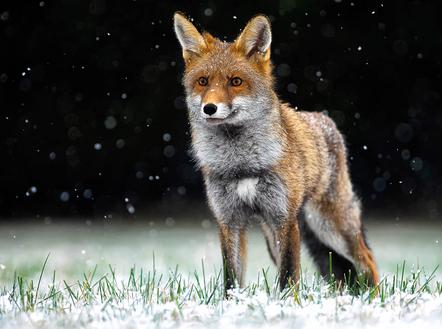 König Hans - Fuchs im Schneetreiben - Annahme - 3 TF