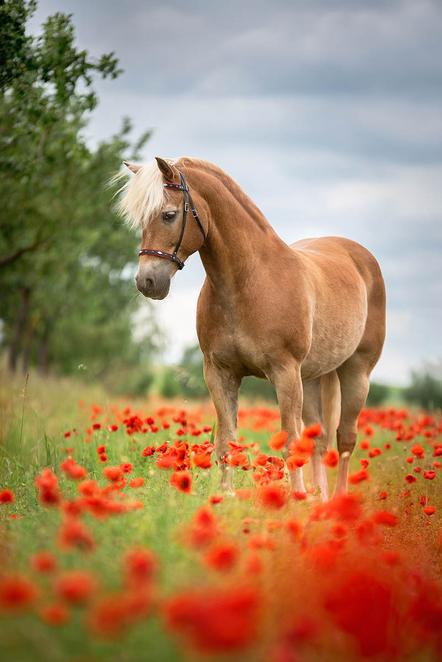 Koßner Kerstin - Haflinger im Mohn - Annahme - 3 TF