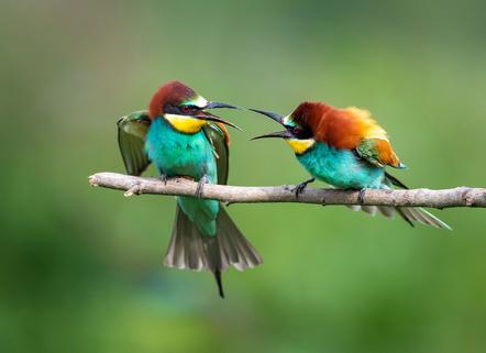 Bernd Ullrich - European Bee-Eater