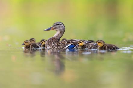 Heike S. Haindl - Stolze Mama