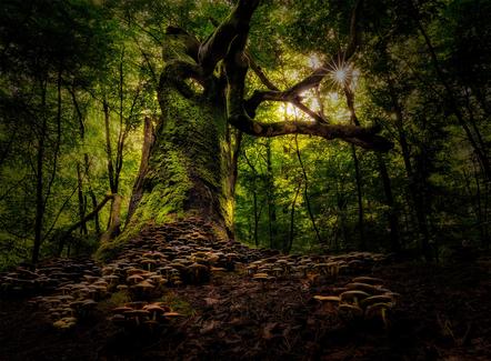 Norbert Senser - Geheimnisvoller Baum