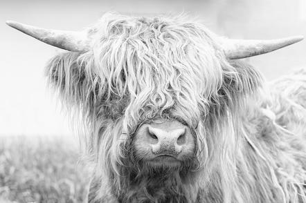 Christof Anolick - Highland Cattle