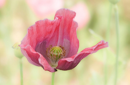 Wolfgang Stark - Mohn