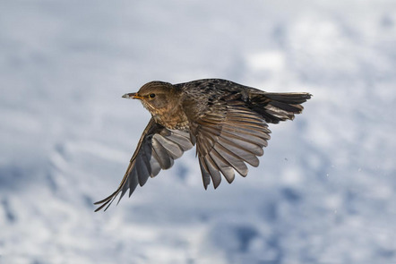 3. Platz - Klein Günter - Fotorebellen - Amsel - Urkunde