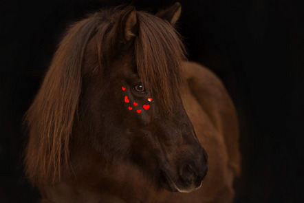 Koßner Kerstin - Fotokreis Schwanfeld - Herzenspferd - Annahme