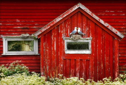 Schwarz  Josef - Fotoclub Schrobenhausen - Am Nest - Annahme