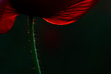 Seitz Robert  - Fotoclub Mindelheim - Das letzte Licht - Annahme