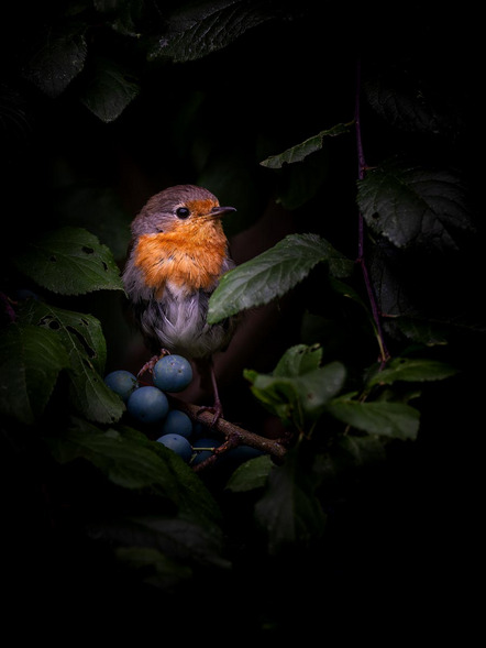 Klein Günter - Fotorebellen - Rotkehlchen - Annahme