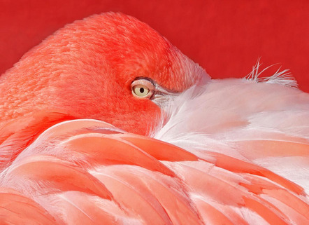 Gabler Martin - Fotofreunde Wiggensbach - Flamingo - Annahme