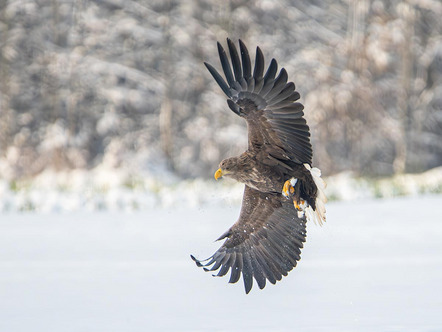 Vetter Norbert -  - Seeadler - Annahme