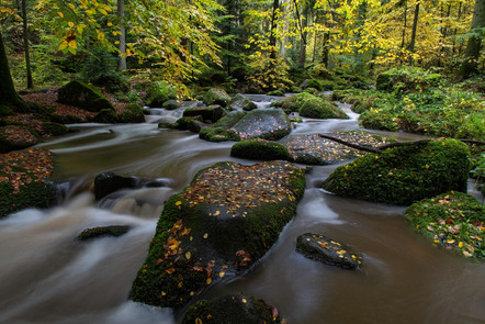 Riepl Andreas - Photogilde Aventin e.V. Abensberg - Herbst - Annahme