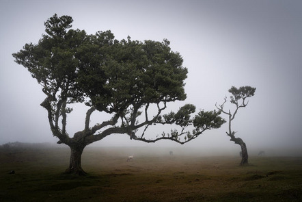 Stich Johann - Fotoclub Regenstauf e.V. - Bäume im Nebel - Annahme