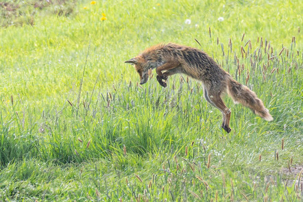 Vetter Norbert -  - Fuchs auf Mäusejagd - Annahme