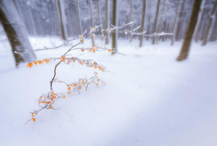 Flieger Heinrich - Fotoclub Pleystein - Winterwald - Annahme