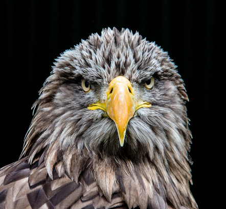 Schmidt Helmuth - Fotoclub Cham e.V. - Auge in Auge - Annahme