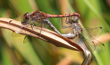 Renner Dieter - Fotoclub Cham e.V. - Libellenpaarung - Annahme