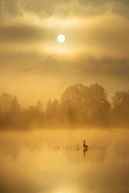 Frank Daniel - Fotoclub Regenstauf e.V. - Goldener Morgen - Urkunde