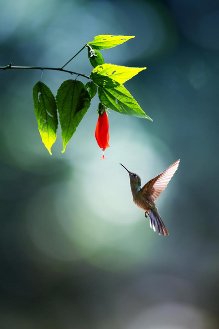 Niewiem Karin - Photogilde Aventin e.V. Abensberg - KOLIBRI - Medaille