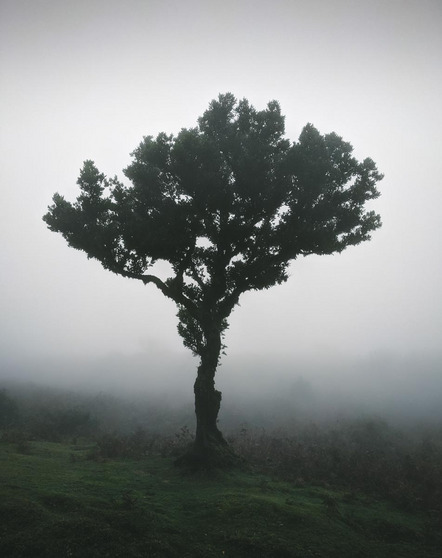 Mallak Marie - SKF-Fotokreis Schweinfurt - Baum im Nebel - Annahme