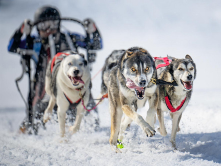 Reinthaler Bernd - Fotoclub Schrobenhausen - DOG SLED RACE - Annahme