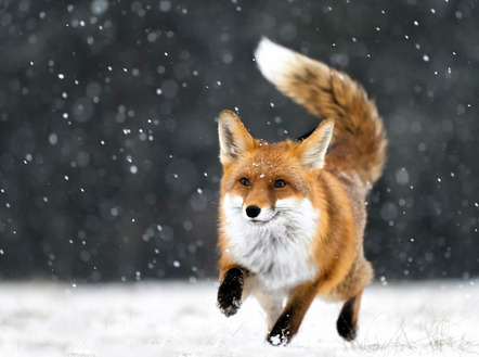 König Hans - vhs-foto-amberg - Fuchs auf Jagd - Annahme