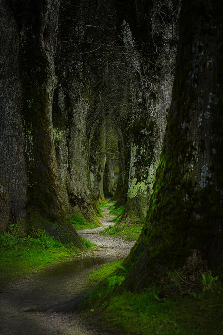 Gebel Hans-Peter - Fotoclub Erding - Snake Alley - Annahme