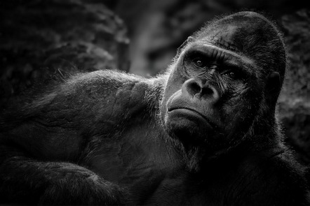 Körner Helmut - Fotoclub Miltenberg e.V. - Gorilla - Annahme