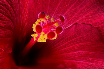 Heumann Johannes - Film- und Fotoclub Herrieden e.V. - Hibiskus - Annahme