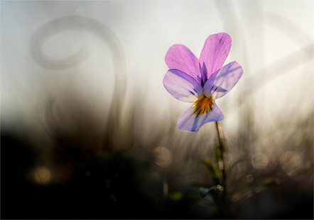 Behrendt Michael - Fotoclub Schrobenhausen - kleine Schönheit - Annahme