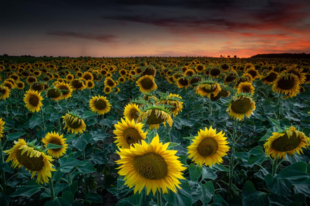 Speth Helga - Fotoclub Herzogenaurach - Sonnenblumen - Annahme