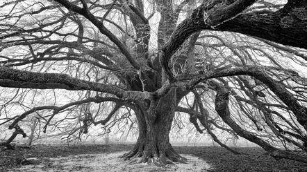 Nörr Peter - Nürnberger Photoklub e.V. - Winterbaum - Annahme