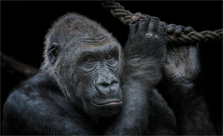 Behrendt Michael - Fotoclub Schrobenhausen - Gorilla - Annahme