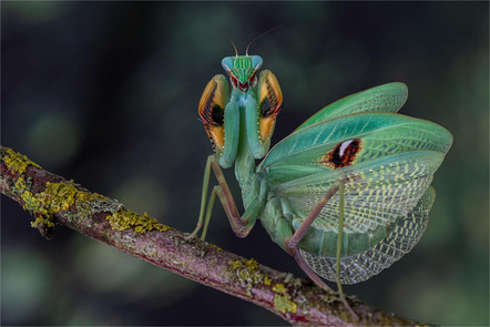 Preuss Alfred - Direktmitglied Bayern - Stagmatoptera biocellata - Annahme