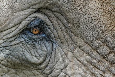 Rath Siegfried - Fotoclub Miltenberg e.V. - The eye of the elephant - Annahme