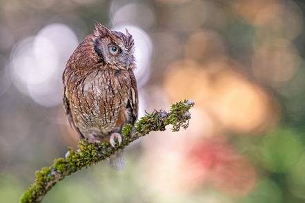 Schaaf Rainer - Fotofreunde Scheyern - Kreischeule - Annahme