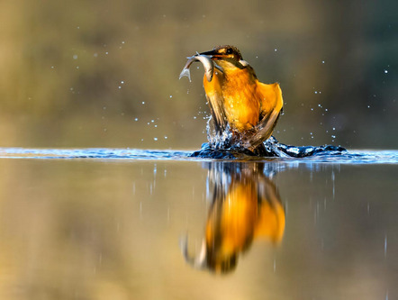 Honigschnabel Klaus - Blende 1 Fotoclub e.V. München - Eisvogel mit Fang - Annahme