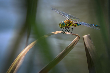 Flieger Heinrich - Fotoclub Pleystein - Ready for take off - Annahme