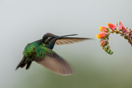 Lenhart Rudolf - Fotokreis Schwanfeld - Kolibri - Annahme