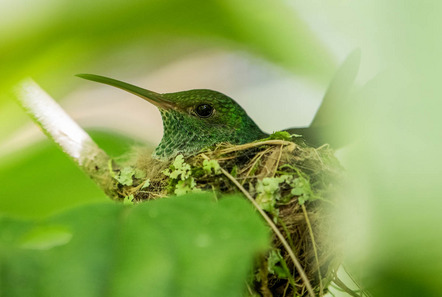 Schütze Sandra Maria - Direktmitglied Bayern - Breeding hummingbird - Annahme