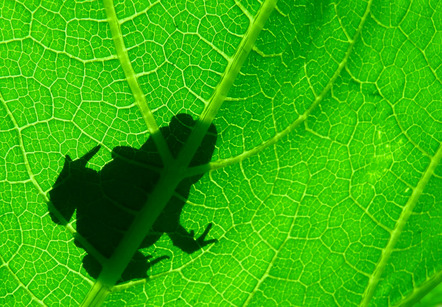 Walch Michael - Direktmitglied Bayern - Frosch auf Blatt - Annahme