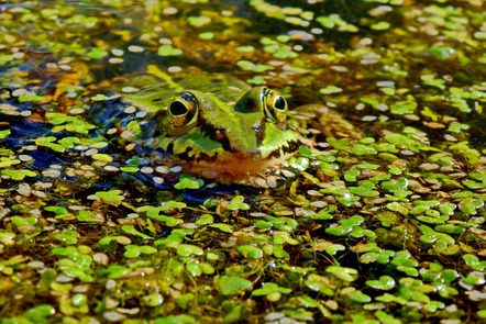 Gehrmann Norbert - Fotofreunde Wiggensbach - Blickkontakt am Teich - Annahme