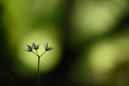 Deinhardt Susanne - Film- und Fotoclub Herrieden e.V. - magic forest - Annahme