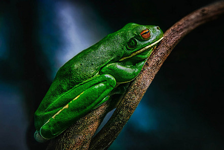 Schwarz Josef - Fotoclub Schrobenhausen - Frosch - Annahme