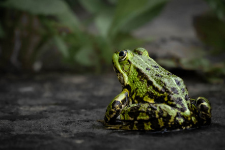 Speth Helga - Fotoclub Herzogenaurach - Frosch - Annahme