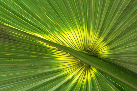 Paul-Prößler Armin - Fotofreunde Wiggensbach - Palmblatt - Annahme