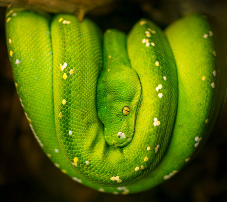 Ullrich Bernd - Fotoclub Miltenberg e.V. - tree python - Annahme