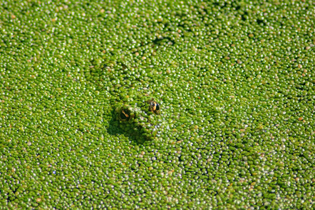 WEINMANN Michael - Fotofreunde Wiggensbach - Frog lentils - Annahme