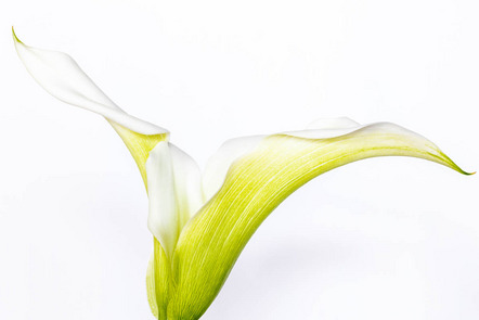 1. Platz - Schmidt Petra - Fotogruppe Blickwinkel Wertingen - Calla - Urkunde